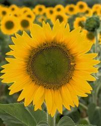 sunflower.jpg